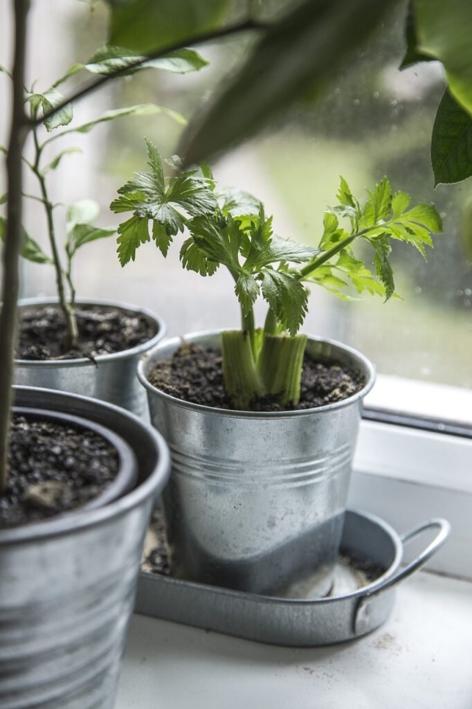 celery, plant, fresh-1732569.jpg