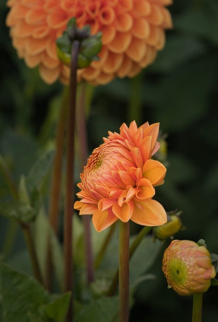 dahlias, flowers, orange dahlias-8215514.jpg