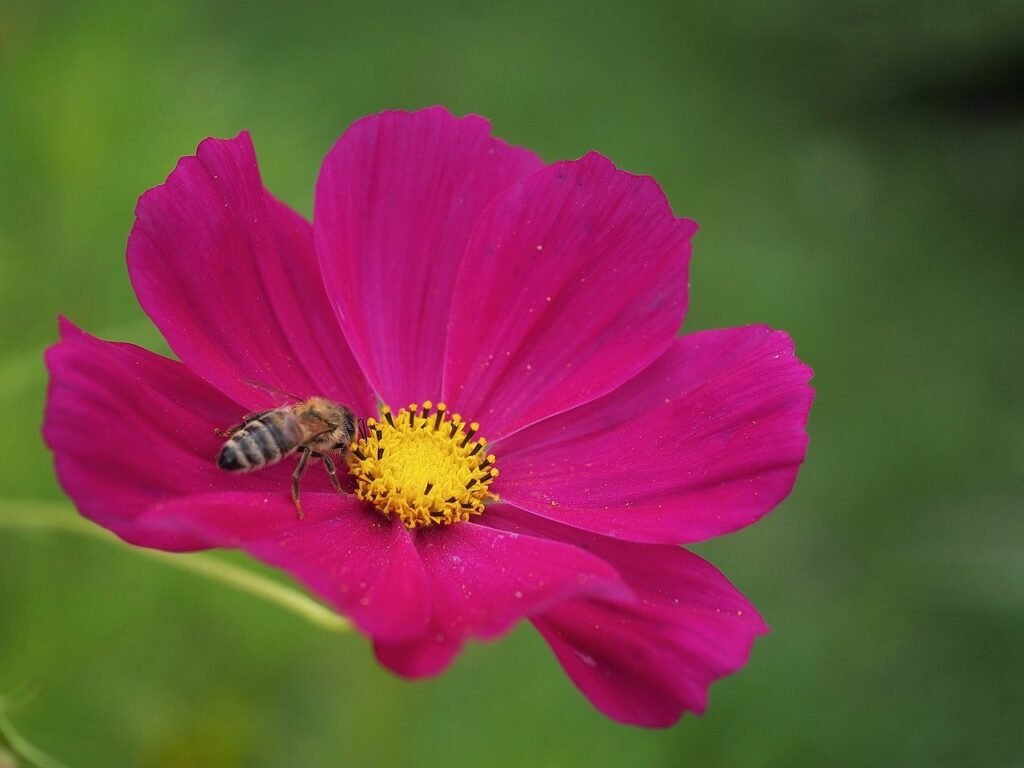 garden cosmos, flower background, honey bee-8219905.jpg