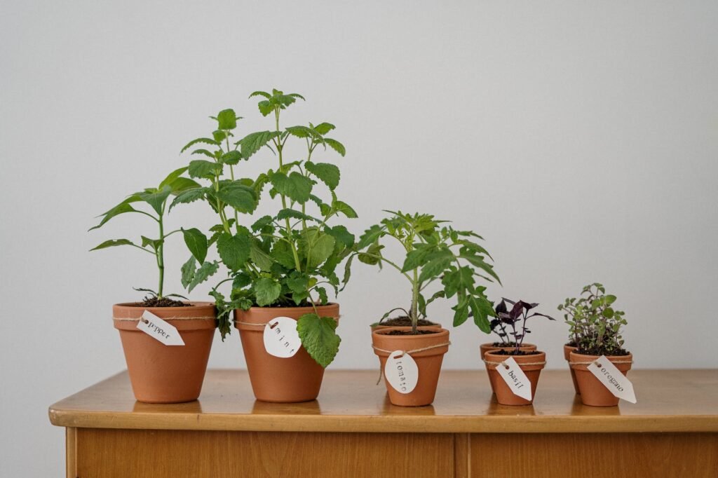 photo of potted plants on wooden table