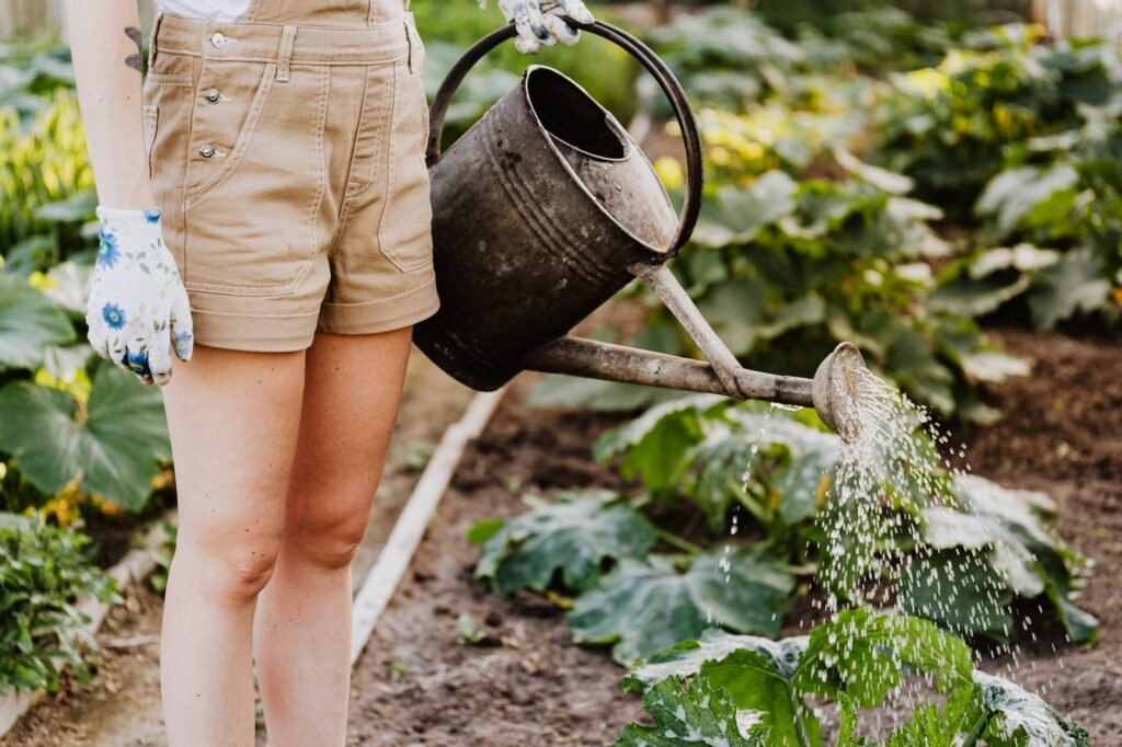 person in brown shorts watering the plants