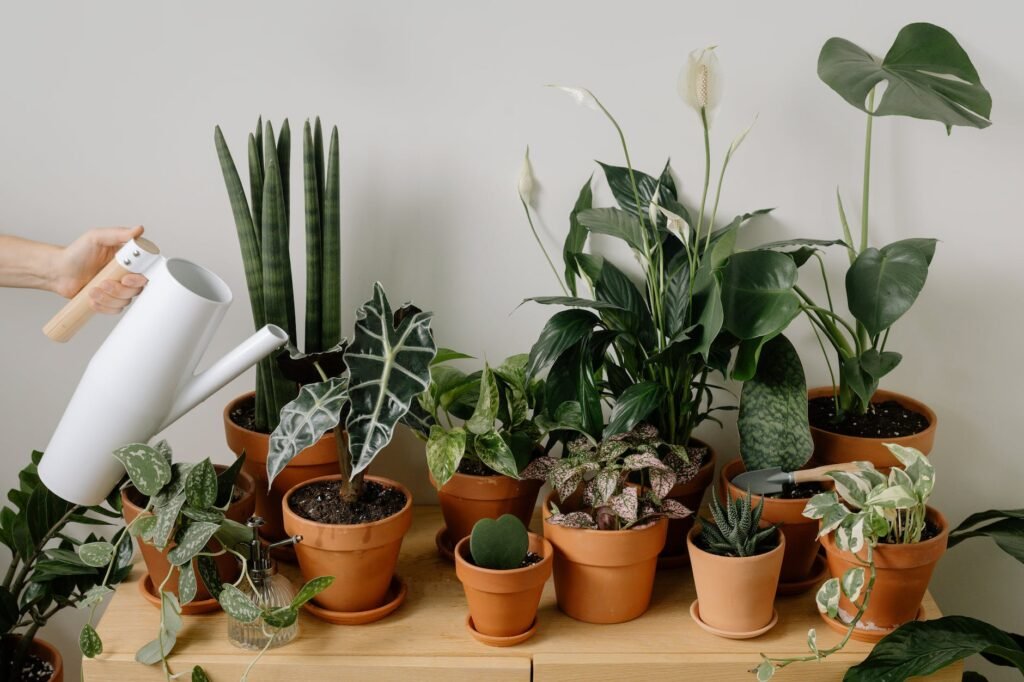 a green plants on brown pots