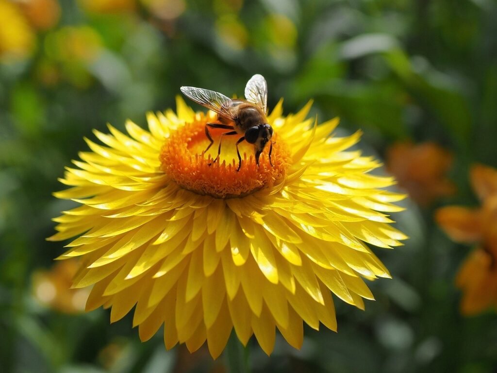 straw flower, bumblebee, bee-8219920.jpg