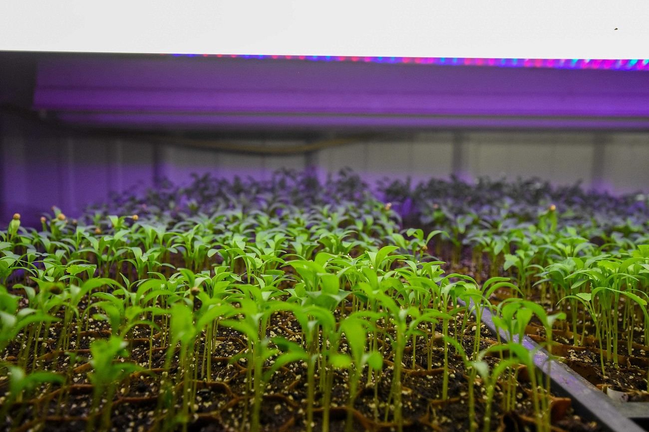 Picture of Top 10 LED Grow Lights for Indoor Plants - Expert Review