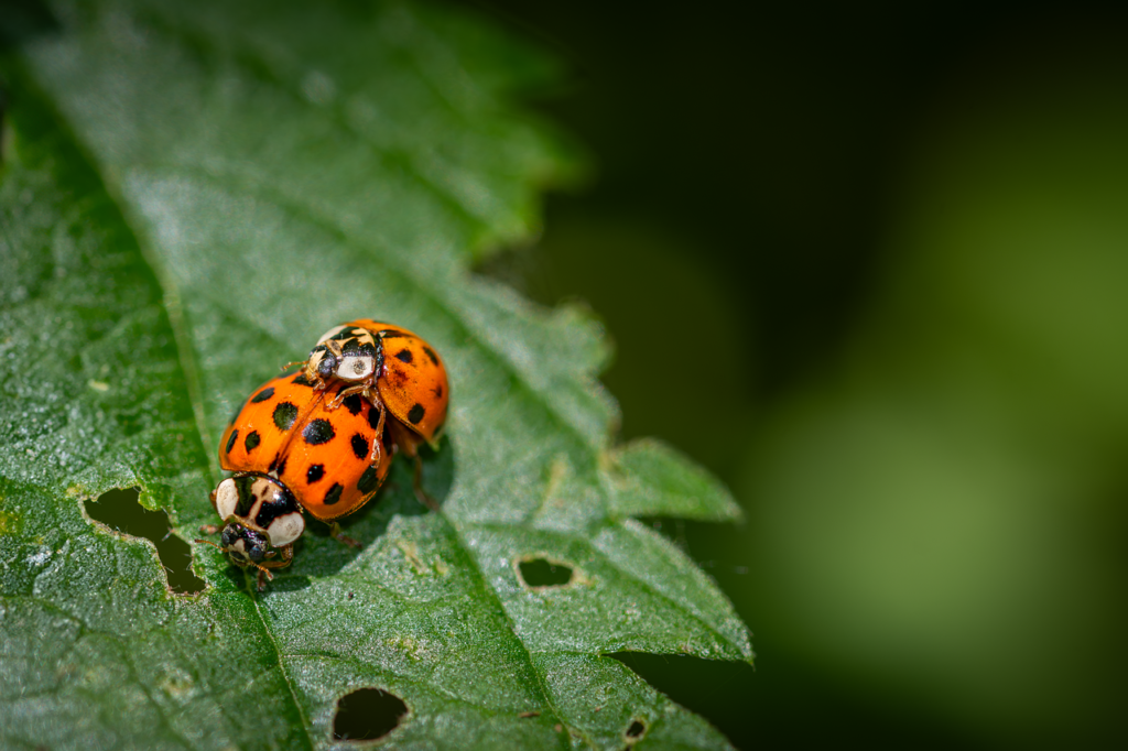 ladybug, coccinellidae, beetle-8218792.jpg