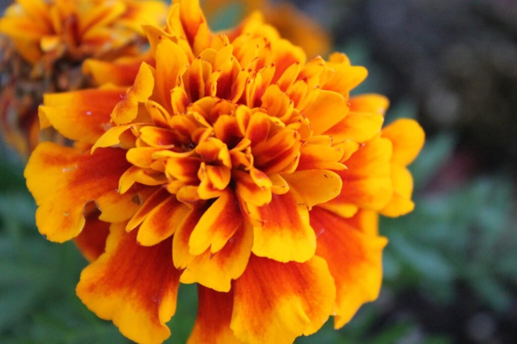 close up photography of marigold flower