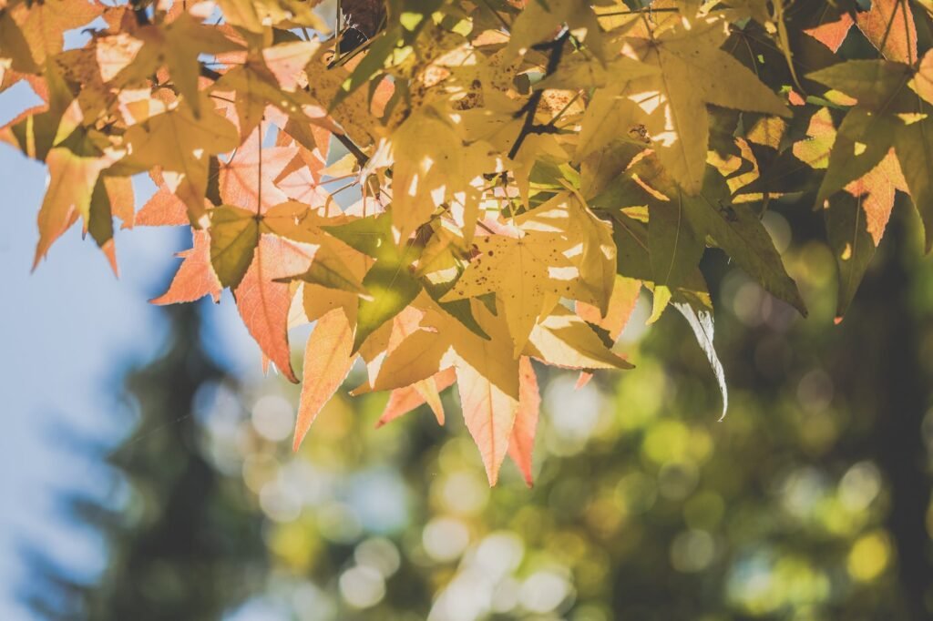 selective focus of maple leaves