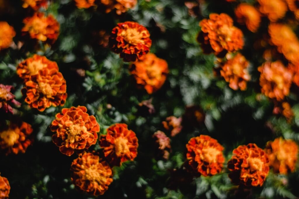 flower bed of marigolds