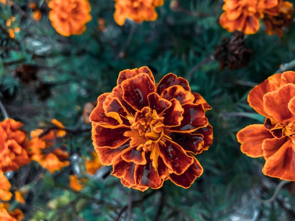 blooming orange marigolds growing in nature in daylight