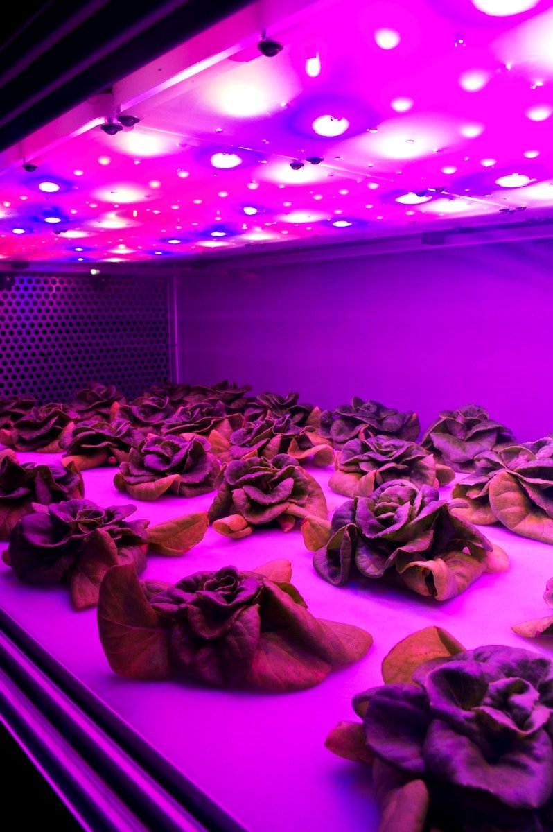 NASA Stennis Space Center visitor center and museum grows butterhead lettuce using an aeroponic process that involves no soil and advance LED lighting techniques. Original from NASA . Digitally enhanced by rawpixel.